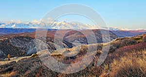 Panoramic tundra autumn view, sunny day. Yellow bushes on a background of mountain landscape. Snow-capped peaks and blue sky