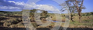 Panoramic view of African Elephants at watering hole in afternoon light in Lewa Conservancy, Kenya, Africa