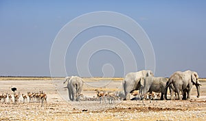 The dry flat Etosha savannah with elephants and springbok and an ostrich photo