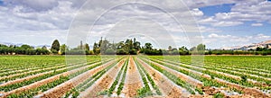 Panoramic view of agricultural field in South San Francisco Bay Area; Gilroy, California photo