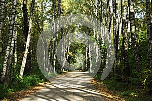 Panoramic view of the alley of the city park. Sunny autumn day in the park.