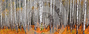 Panoramic view of Aspen trees in autumn time