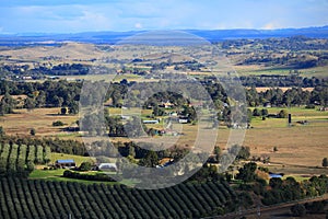 Panoramic view Australian landscape with olive grove