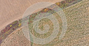 Panoramic view in autumn on American farm with harvesting corn field