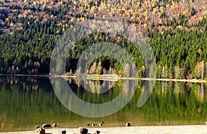 Panoramic view of autumn forest lake