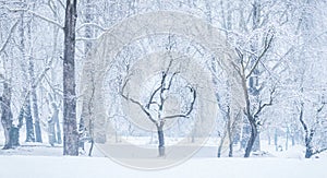 Panoramic view of bare leafless tree with an interesting shape in a snow winter woodland landscape. Bare lonely dead trees in