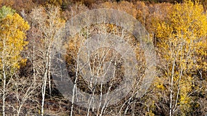 Panoramic view of bare trees in colorful forest