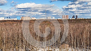 panoramic view of bare trees and last melting snow