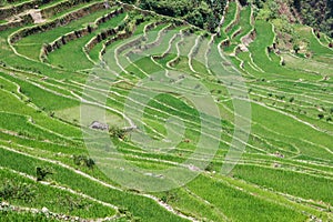 Panoramic view of the Batad rice field terraces, Ifugao province, Banaue, Philippines
