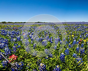 A Panoramic View of a Beautiful Field Full of Texas Bluebonnets