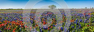 A Panoramic View of a Beautiful Field of Texas Wildflowers