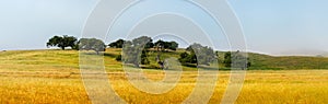 Panoramic View of Beautiful Old Oak Trees With Surrounding Pasture