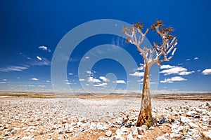 Panoramic view of a beautiful quiver tree Aloe dichotoma in Fish River Canyon Nature Park