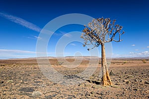 Panoramic view of a beautiful quiver tree Aloe dichotoma in Fish River Canyon Nature Park in Namibia, Africa.