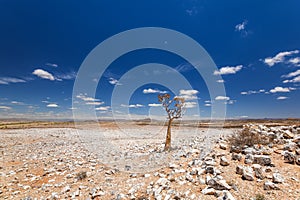 Panoramic view of a beautiful quiver tree Aloe dichotoma in Fish River Canyon Nature Park in Namibia, Africa.