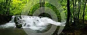 Panoramic view of the beautiful wild brook in jungle-like forest