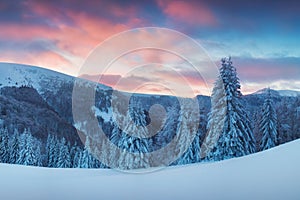 Panoramic view of beautiful winter wonderland mountain scenery in evening light at sunset. Mountains above the clouds. Christmas