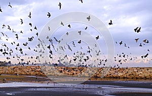 Panoramic view   of  Beyrouth,  in Lebanon from the mouth of a river in Dora with marine birds flying