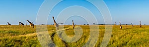 A panoramic view on a big group of giraffes in the Masai Mara