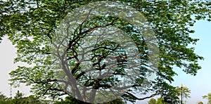 Panoramic view of big tree