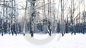 Panoramic view of birch grove in snow-covered park