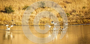 Panoramic view of birds in trees on a lake in the African savannah of South Africa`s Pilanesberg National Park