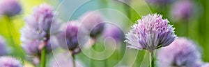 Panoramic View of Blooming Chive Flowers