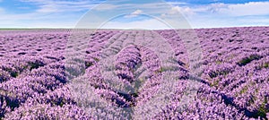 Panoramic view of blooming lavender feeld.