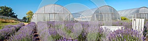 panoramic view of blooming lavender field with greenhouses