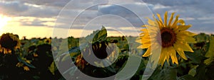 Panoramic view of blooming and ripe sunflowers on a blurred background of colorful summer sunset and clouds.