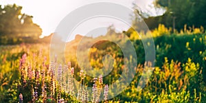 Panoramic View Of Bloomy Glade Of Wild Flowers Lupine On Summer Meadow In Sunlight Of Sunset Sunrise