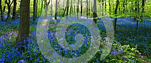 Panoramic view of a bluebell wood