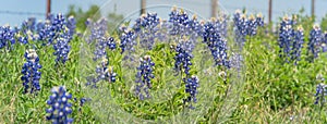 Panoramic view bluebonnet wildflower blooming with barbed wire fence in Texas, America