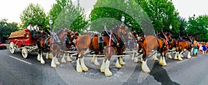 Panoramic View of the Budweiser Clydesdale.