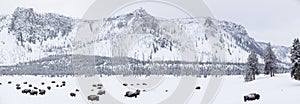 Panoramic view of buffalos in winter in Yellowstone Park