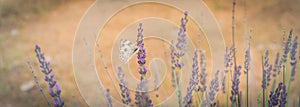 Panoramic view butterfly on blossom lavender bush at local farm in Texas, America