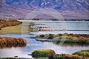 Panoramic view of Cabo de Gata wetlands with pink flamingos in the background photo