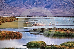 Panoramic view of Cabo de Gata wetlands with pink flamingos in the background