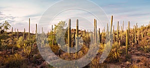 Panoramic view of  Cactus thickets in the rays of the setting sun, Saguaro National Park, southeastern Arizona, United States. Ton