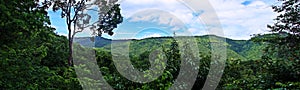 Panoramic view of the canopy of deciduous and dry evergreen forests of Thailand.
