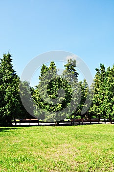 Panoramic view of the city park. A large glade with green grass, trees and benches for relaxation.