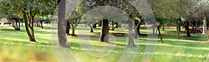 Panoramic view of a city park in Rishon Lezion, Israel