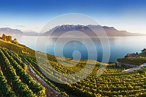 Panoramic view of the city of Vevey at Lake Geneva with vineyards of famous Lavaux wine region on a beautiful sunny day with blue