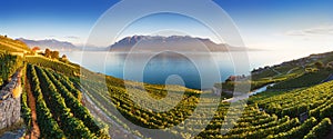 Panoramic view of the city of Vevey at Lake Geneva with vineyards of famous Lavaux wine region on a beautiful sunny day with blue