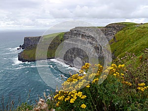 Panoramic view of Cliffs of Moher, Ireland with yellow wild flowers