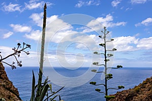 Panoramic view of the coastline of the Anaga mountain range on Tenerife, Canary Islands, Spain, Europe. View on agave plant photo