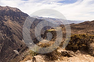 Panoramic view of Colca Canyon, in Peru