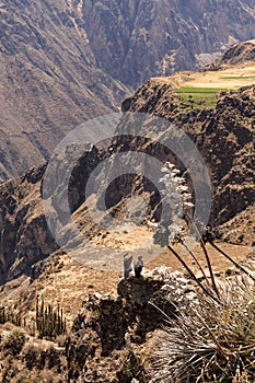 Panoramic view of Colca Canyon, in Peru