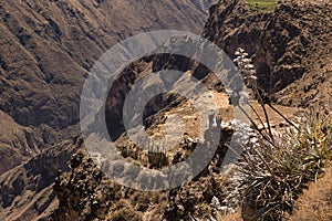 Panoramic view of Colca Canyon, in Peru