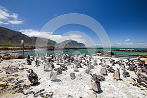 Panoramic view of a colony of penguins in Stony Point Nature Reserve in Betty`s Bay near Cape Town
